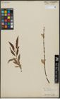 Foto von Salix acutifolia Willd.